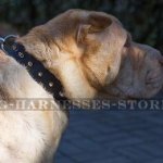 Collar for Shar-Pei of Narrow Leather with Row of Spikes