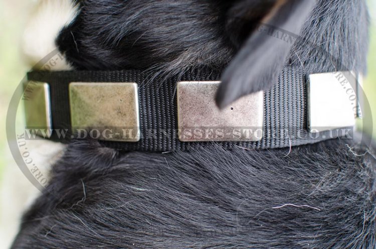 Swiss Mountain Dog Collars - Strong Nylon with Plates