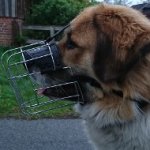 Wire Basket Dog Muzzle for Leonberger-Caucasian Shepherd