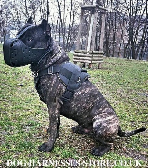 Cane Corso Muzzle for Training, Strong and Reinforced Leather