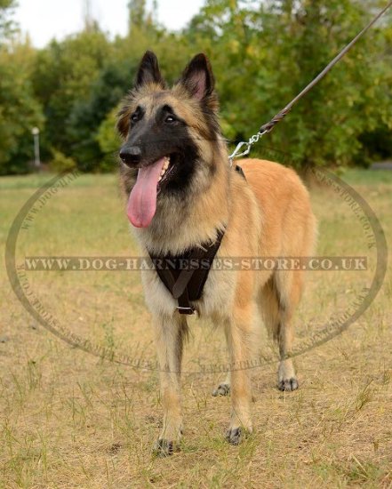 Tervuren Harness of Super Strong Leather for Attack and Walking