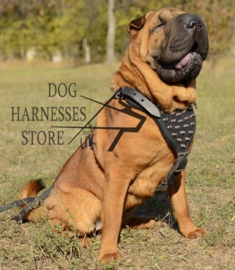 Bestseller! Spiked Leather Dog Harness for Shar-Pei Walking