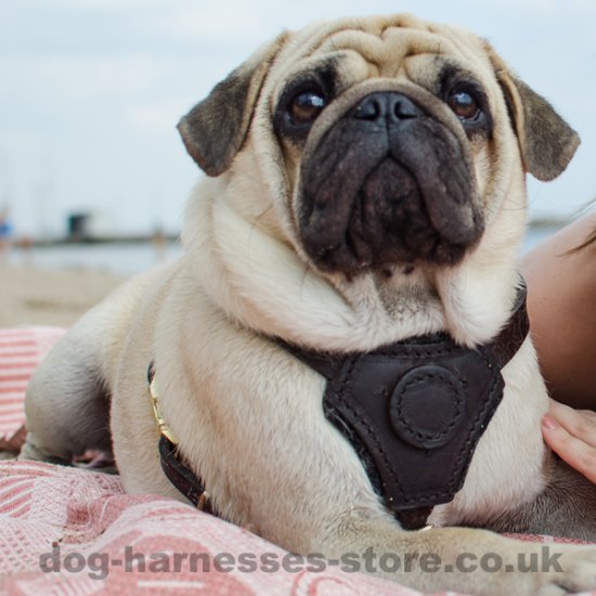 Padded Dog Harness UK for Pug, UK