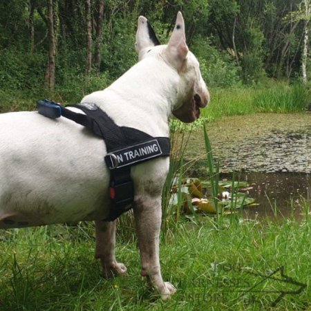Bull Terrier Harness for Tracking and Pulling of Strong Nylon