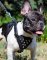 Bestseller! Small Dog Harness with Pyramids for French Bulldog