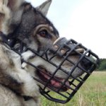 Rubberised Steel Dog Muzzle for Northern Inuit Dog