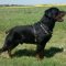 Rottweiler Harness Leather for Pulling, Training, Walking, Sport