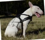 Leather Dog Harness for Bull Terrier Pulling, Tracking, Training