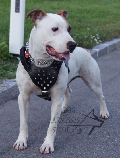 Spiked Dog Harness with Soft Padded Chest Plate for Staffy