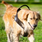 Bestseller! Walking Harness of Nylon for Labrador Training