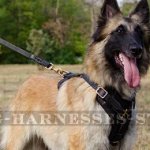 Belgian Tervuren Dog Harness, Perfect for Training and Walking