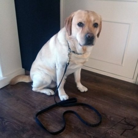 Police Dogs UK Dog Tracking Leash, Nylon Lead Extra Strong