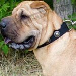 Shar-Pei Collar of Nylon in Vintage with Silver-Like Round Studs