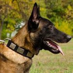 Strong Nylon Dog Collar with Plates for Belgian Malinois