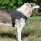 Dog Sport Harness for West Siberian Laika, Nylon, Padded