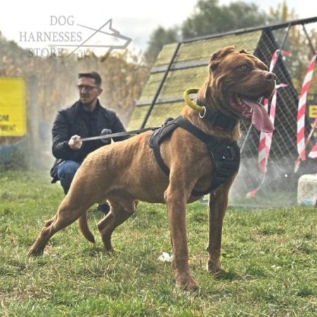 American Bandogge Mastiff Harness for Sport and Training