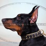 Soft Collar for Dogs with Golden Spikes and Soft Padding