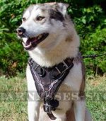 Designer Dog Harness "Barbed Wire" for West Siberian Laika
