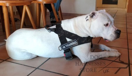 Sport Dog Harness for Ambull with ID Patches