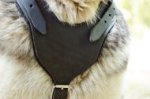 Protection Dog Harness of Leather with Padded Chest for Husky