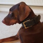 Doberman Pinscher Leather Collar Double Thick for Strong Dogs