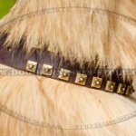 Tervuren Collar of Leather with Brass Studs, Caterpillar Design