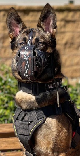Malinois Muzzle of Unique Design with Hand Barbed Wire Painting