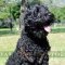 Black Russian Terrier Padded Leather Harness for Tracking UK