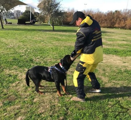 Dog Training Suit for IGP Trials, NEW Design