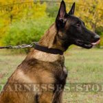 Leather Dog Collar for Malinois Training and Walking, 1.2 Inch