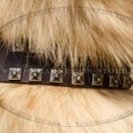 Tervuren Collar, Caterpillar Design, Leather with Nickel Studs