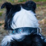 Collie Collar of Exceptional Design with Turquoise Stones Decor