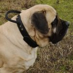 English Mastiff Leather Collar Double Thick with Control Handle