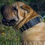 Shar-Pei Collar of Wide Leather with Spikes for Walking