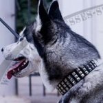 Leather Dog Collar for Husky with Square Nickel Studs in 3 Rows