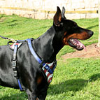 USA Style Hand Painted Unique Leather Dog Harness for Doberman