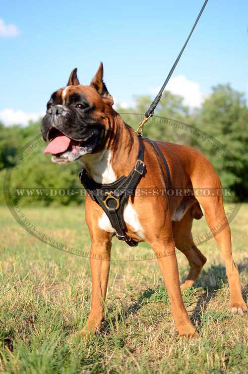 Boxer Dog Harness Leather Dog Harness UK