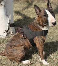 Bull Terrier Harness for Tracking/Pulling, Nylon Harness