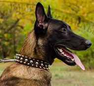 Exclusive Dog Collar with Spikes and Studs for Belgian Shepherd
