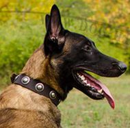 Fancy Dog Collar with Round Medals for Belgian Shepherd