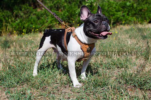 Small Dog Harness UK