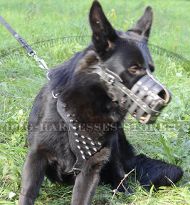 Dog
Training Muzzle