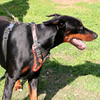 Hand Painted Leather Dog Harness for Doberman with "Flame" Decor