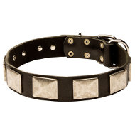 Large Dog Collar of Strong and Soft Leather with Nickel Plates