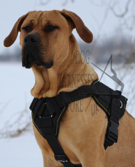 Large Dog Harness UK | Dogo Canario Harnesses