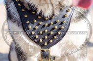Dog Walking Harness Leather with
Brass Spikes for Husky