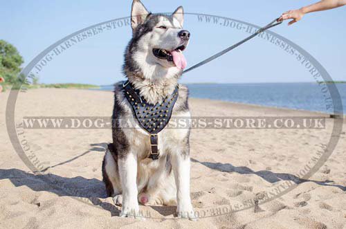 Malamute with spiked leather dog harness 