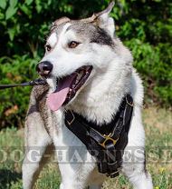 Padded Leather Dog Harness for West Siberian Laika, Soft