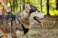 Protection Dog Harness for
Husky | Padded Leather Dog Harness