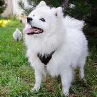 Small Dog Harness for Japanese Spitz, Leather Dog Harness Small